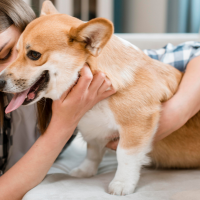 Cbd Oil For Hyperactive Dogs